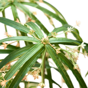 Штучне дерево - Циперус 90 см, в горщику (360627)