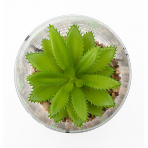 Штучна рослина - Сукулент в скляній вазі, 12 см, зелена (190706)