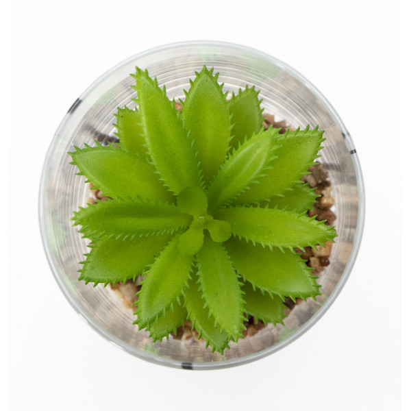 Штучна рослина - Сукулент в скляній вазі, 12 см, зелена (190706)