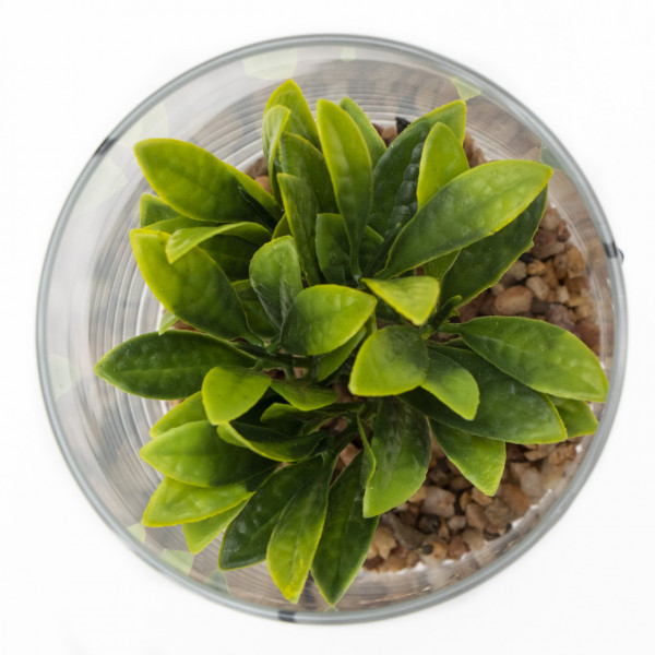 Штучна рослина - Сукулент в скляній вазі, 12 см, зелена (190720)