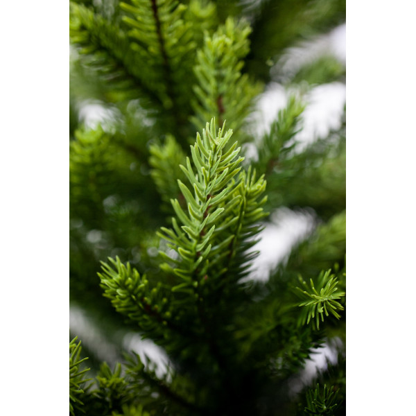 Ялинка лита штучна новорічна Лора 240см, висота 240 см (Lora-240)