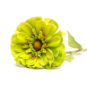 Штучна гілка Маргаритка, тканина, пластик, 50 см, зелений (630256)