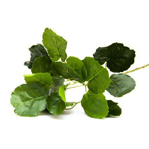 Штучна гілочка Полісциас, 67 см, зелений (631635)