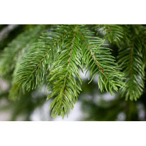 Ялинка лита штучна новорічна Дана-210, висота 210 см (dana-210)